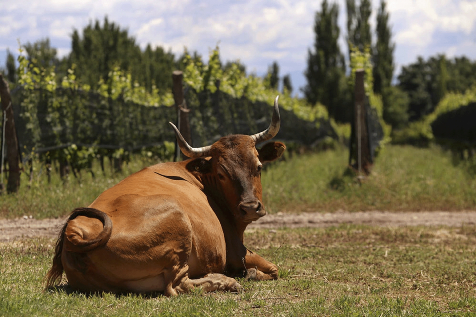 Mendoza reunirá a referentes de la biodinamia en el marco de los 100 años del movimiento. Foto: Alpamanta