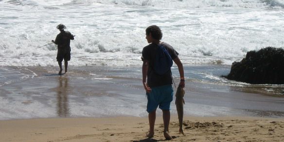 Corvina llendo lavarla N