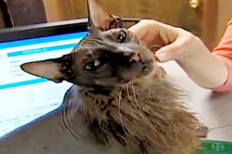 Article-0-03BAF0E4000005DC-731_468x311