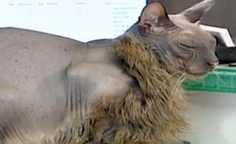 Article-0-03BAF344000005DC-572_468x286