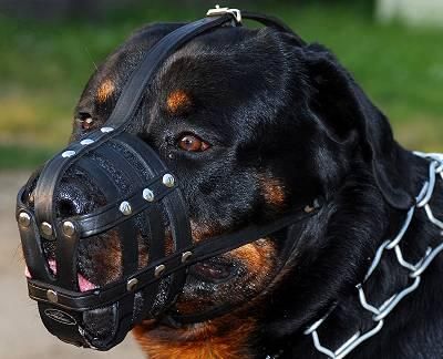 HS-collar-leather-muzzle-for-rottweiler_LRG