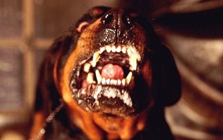 Rottweiler-postman_1211511c