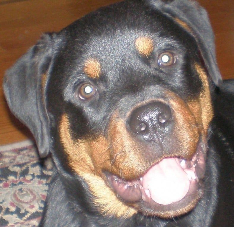 Rottweiler