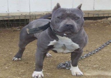 Pitbull