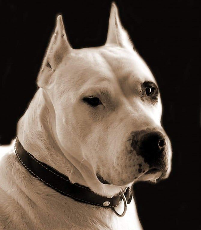 Dogo