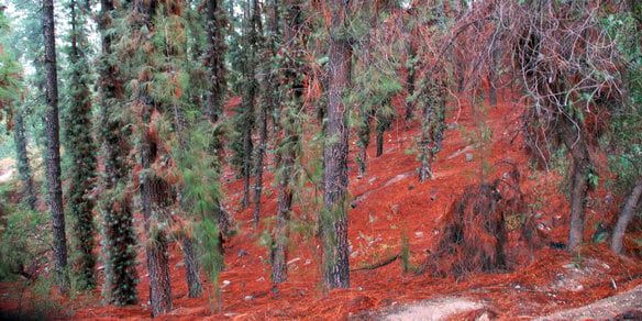 Cerro de la gloria-NOTA3