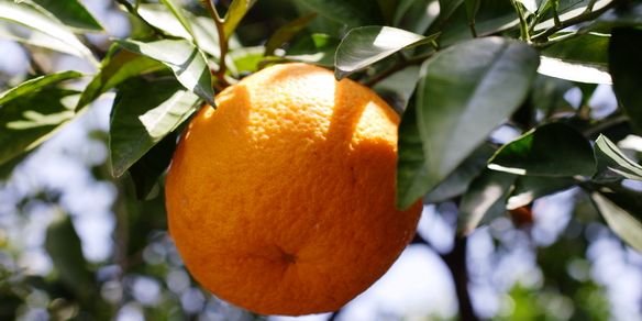 Naranja-