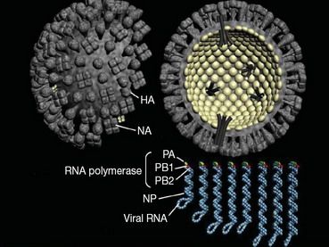 Virus gripe A p1