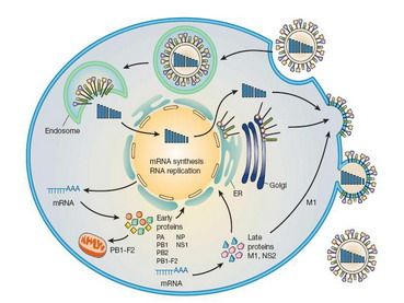 Virus gripe A reproduccion P1