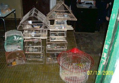 Secuestro aves guaymallen