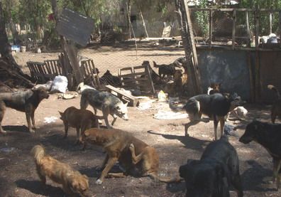 Hilda - mujer de los perros - PORTADA 01