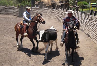 Escuela de Rodeo El Huaso-INTERIOR