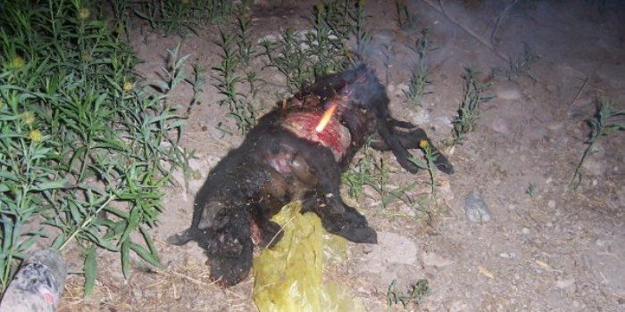 Perro quemado 2