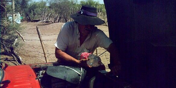 Dakar buey uno 9-1-10