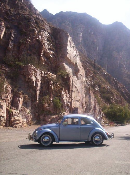 Escarabajo cacheuta int