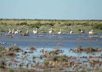 Laguna de guanacache interior