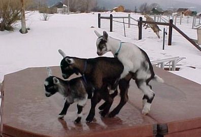 Animalitos sexuales P