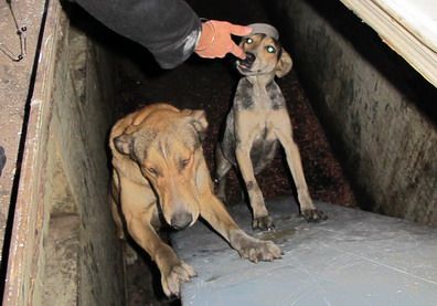 Perros - foza - terminal - PORTADA