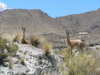VILLAVICENCIO_Guanacos