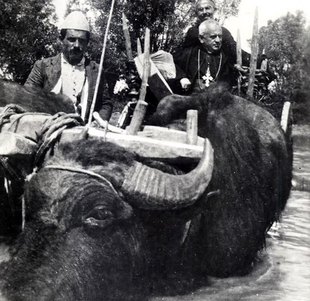 Curas elefante