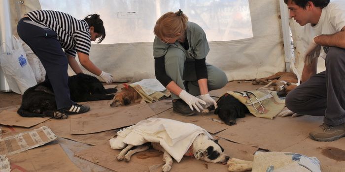 Aperros, Posoperatorio