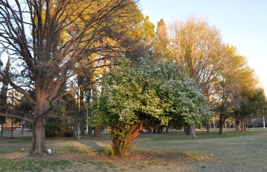 Parque Hipólito Yrigoyen Primavera 2010 3B