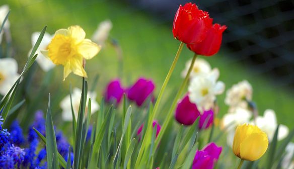 Flores