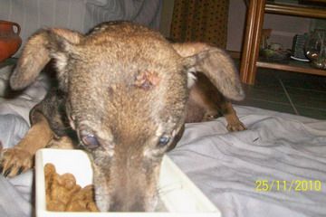 APA perra maltratado