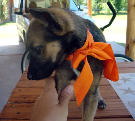 Perro