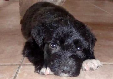perro 2
