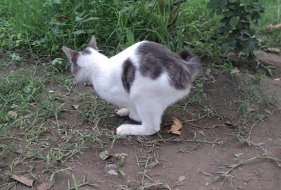 Gato conejo p