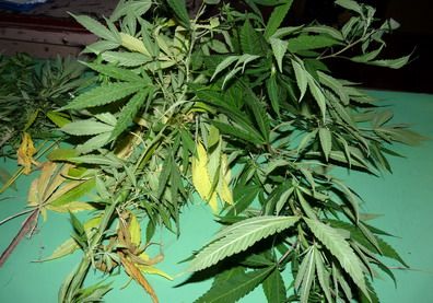 Plantas marihuana godoy cruz 1