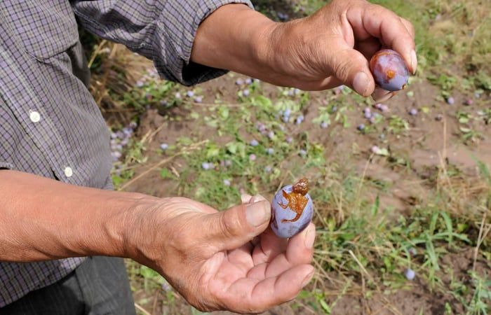 Daños granizo Rama Caída 5 para int