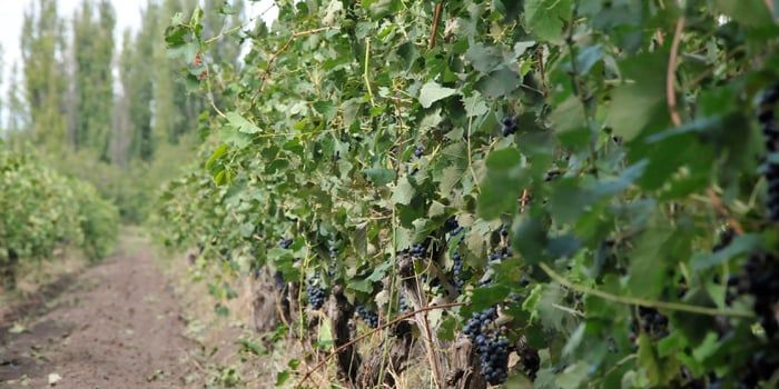 Daños granizo Rama Caída 7