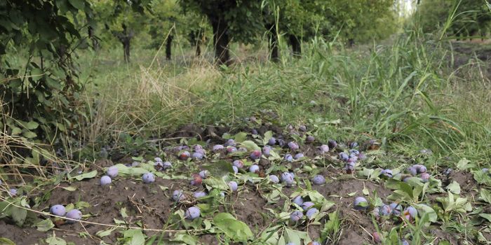 Daños granizo Rama Caída 8