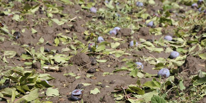 Daños granizo Rama Caída 9