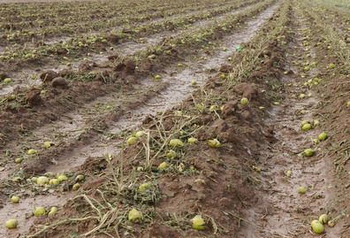 Lavalle - Cosecha perdida lluvia - PORTADA