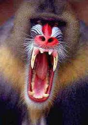 Zoológico mono interior