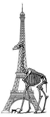 Archeozoologie