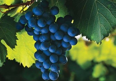 Malbec P