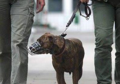 Perro peligroso correa bozal P
