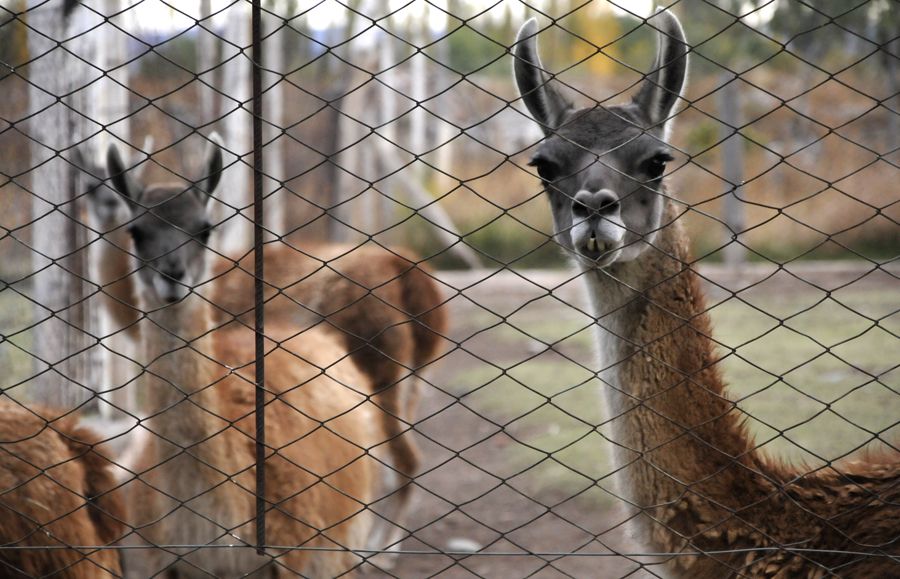 Zoológico Fotogalería 2