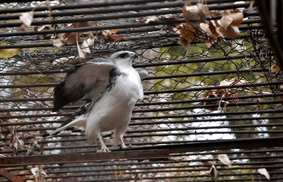 Zoológico Fotogalería 6