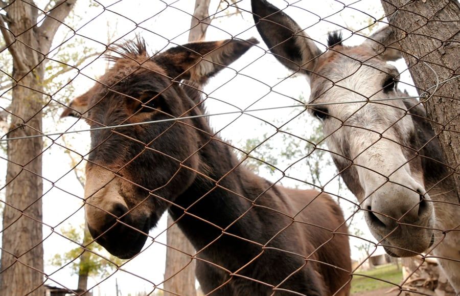 Zoológico Fotogalería 10