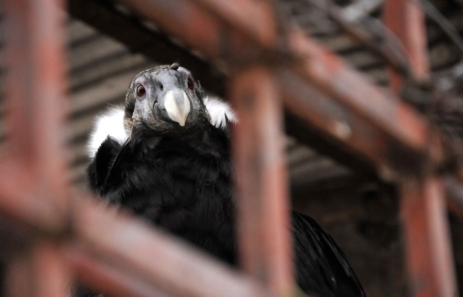 Zoológico Fotogalería 4