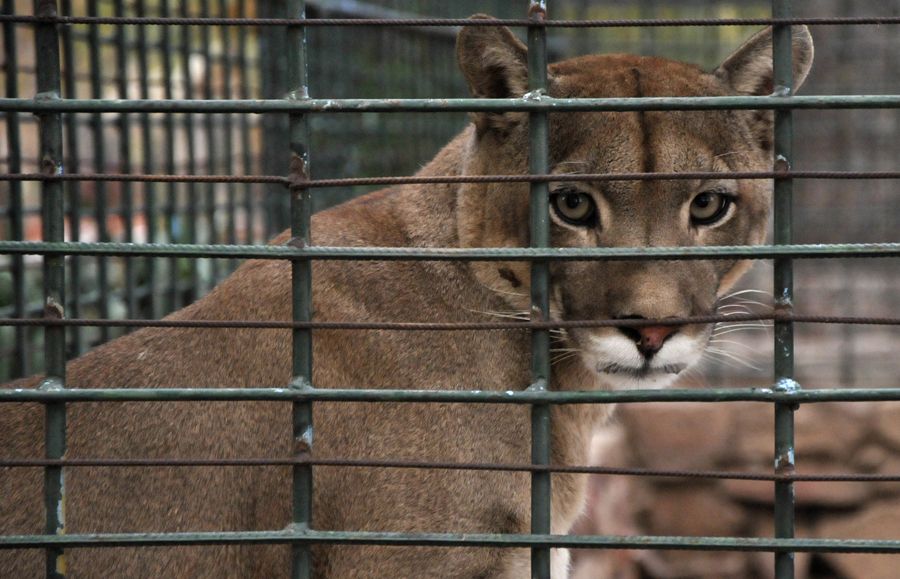 Zoológico Fotogalería 3
