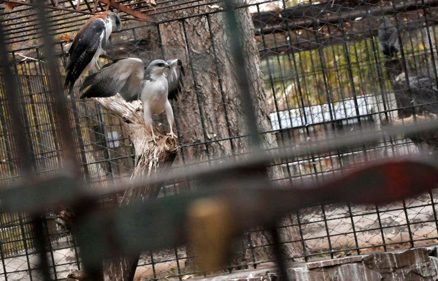 Zoológico Fotogalería 7