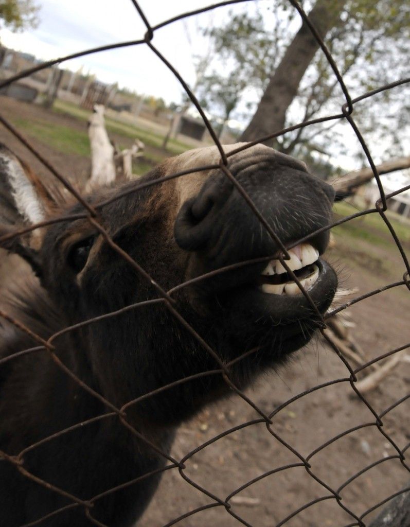 Zoológico Fotogalería 9