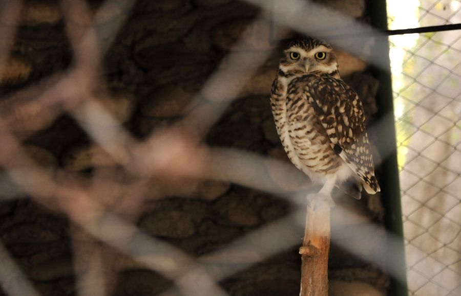 Zoológico Fotogalería 11