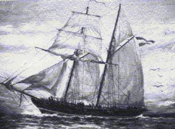 Goleta%20%20mistletoe